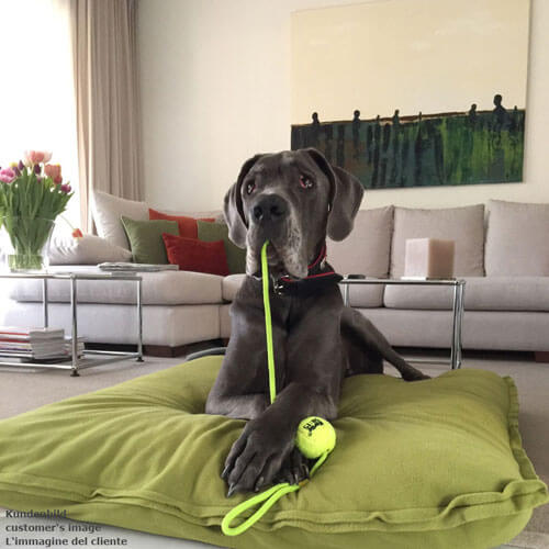 The exclusive dog cushion Divan Uno is the new favorite place of my Great Dane.